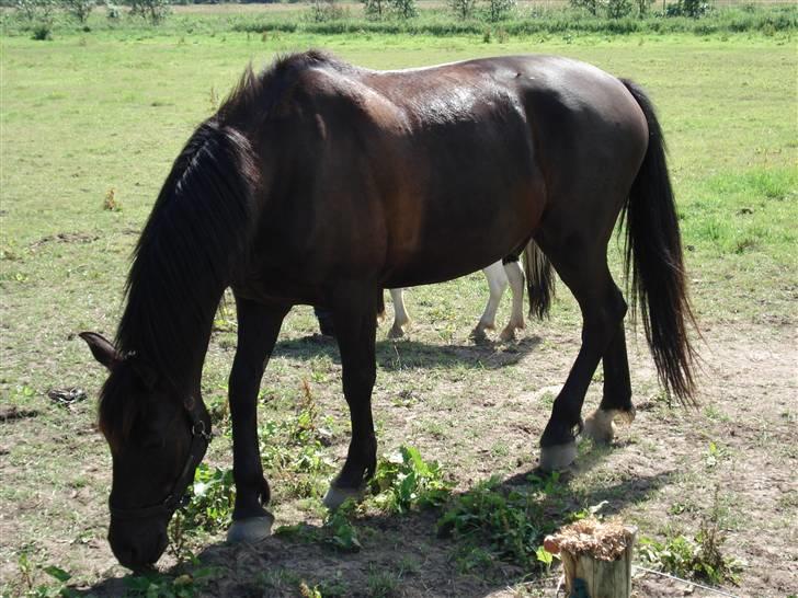 Pinto Noll - Mon mor har smidt lidt guf? billede 12