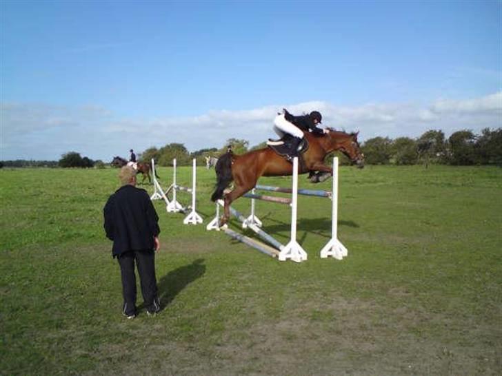 Dansk Varmblod Little Dream - Så fin! <3 billede 10