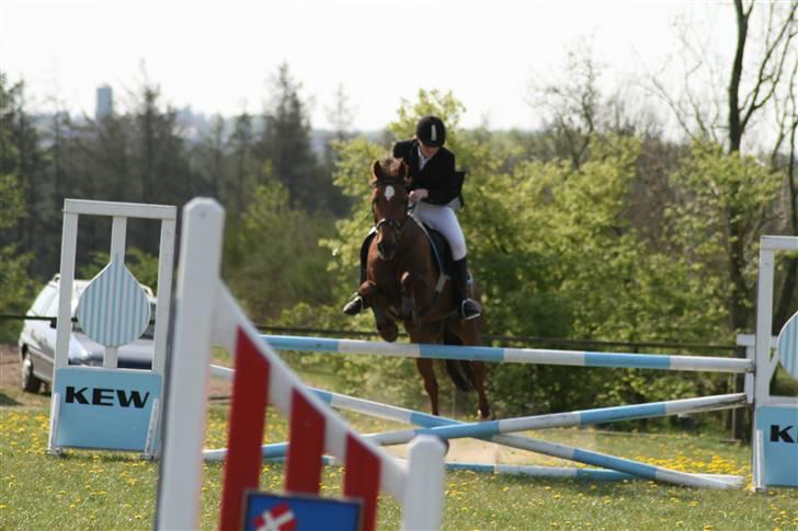 Dansk Varmblod Little Dream billede 12