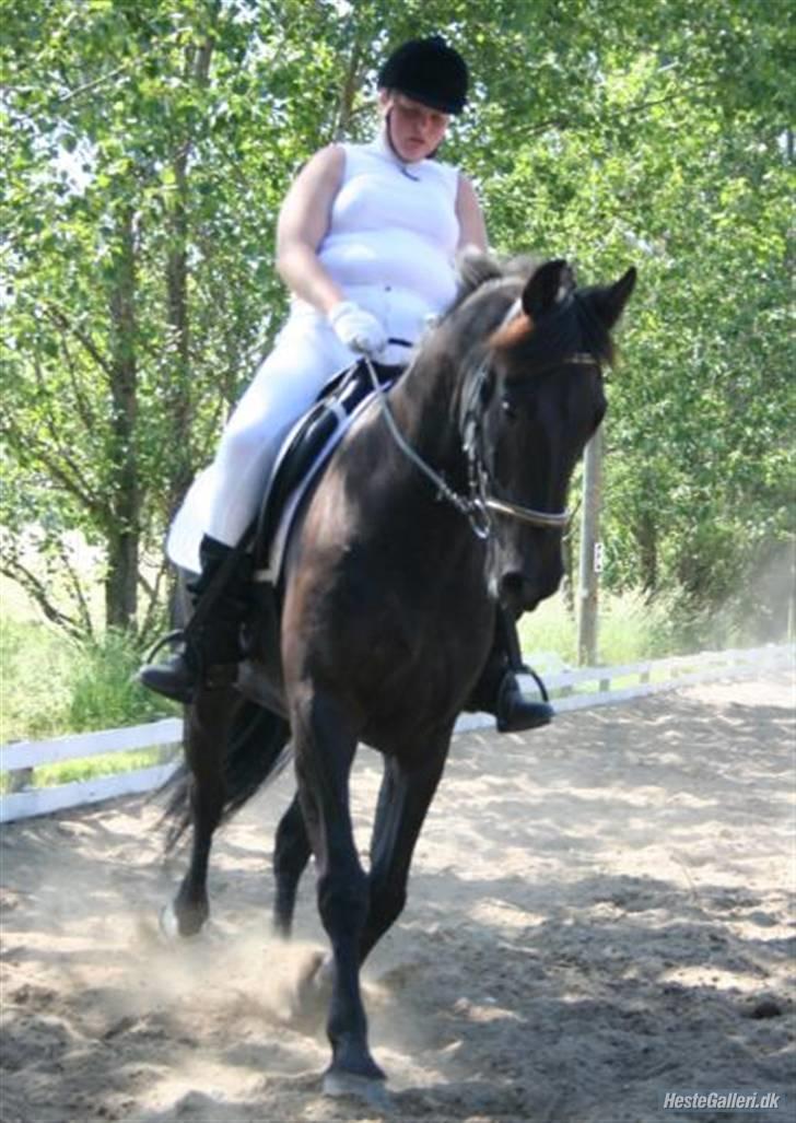 Pinto Noll - Stævne THRK billede 13