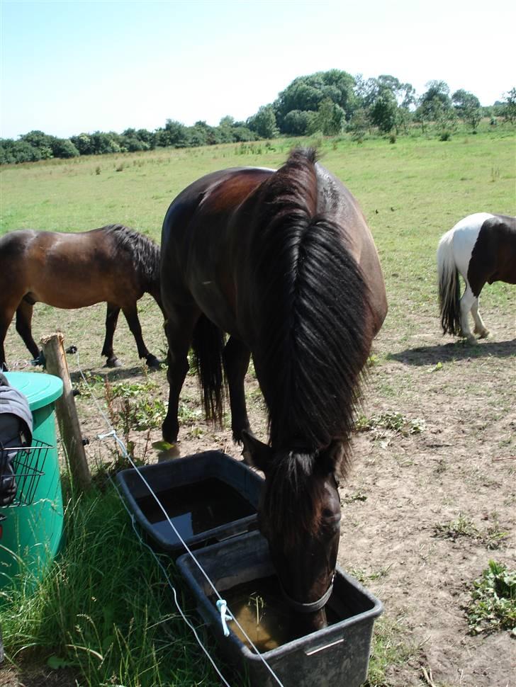 Pinto Noll - Mmmm... Dejlig kold vand! billede 16