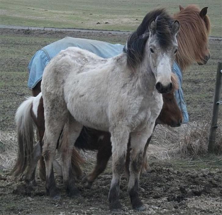 Islænder Asni fra Tiset - Asni 24. marts 2010, er ved at blive en stor dreng! billede 5