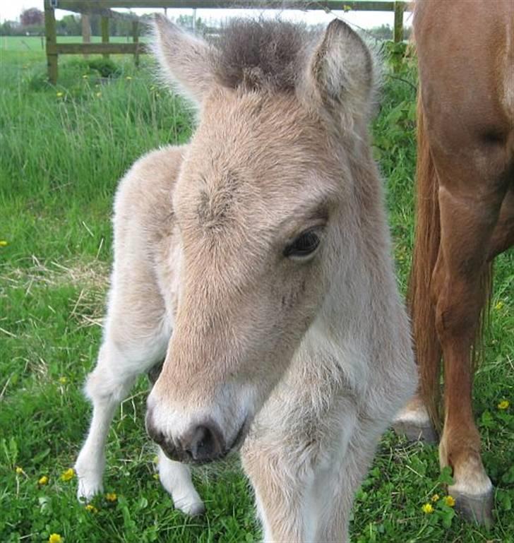 Islænder Asni fra Tiset - Den lille nysgerrige skønhed 3 dage gammel.. billede 1