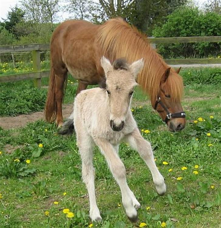 Islænder Asni fra Tiset - Ude og teste benene på ridebanen 12 timer gammel, mor holder skarpt øje i baggrunden. billede 3