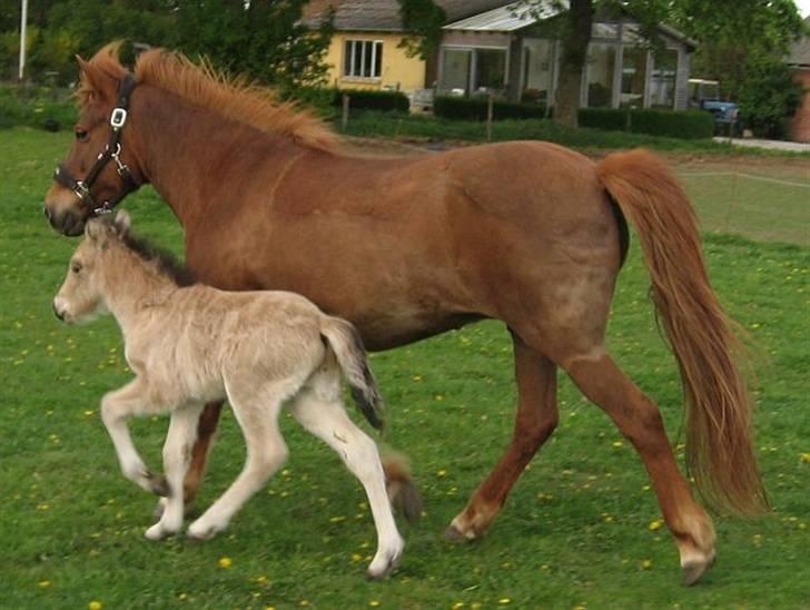Islænder Asni fra Tiset - Alle gangarter bliver afprøvet, her 3 dage gammel. billede 4