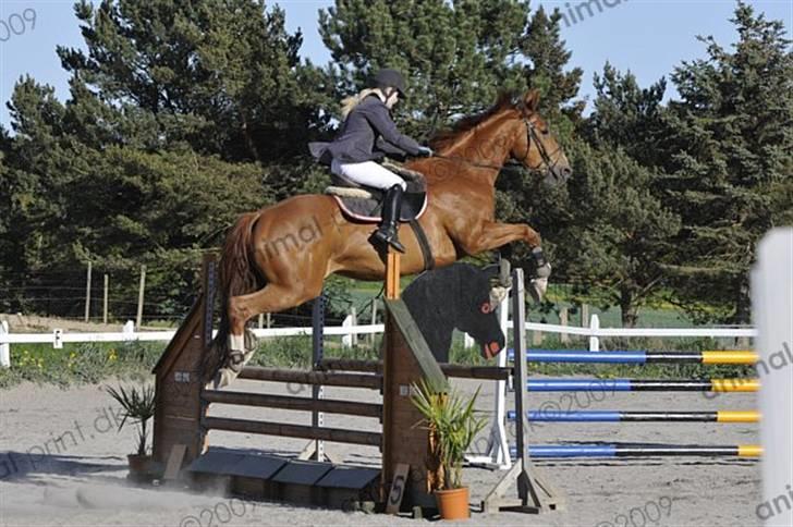 Dansk Varmblod Unique Des Malais *låne* - uni i lc der tror han spring mb, var ved at flade af bag efter billede 12