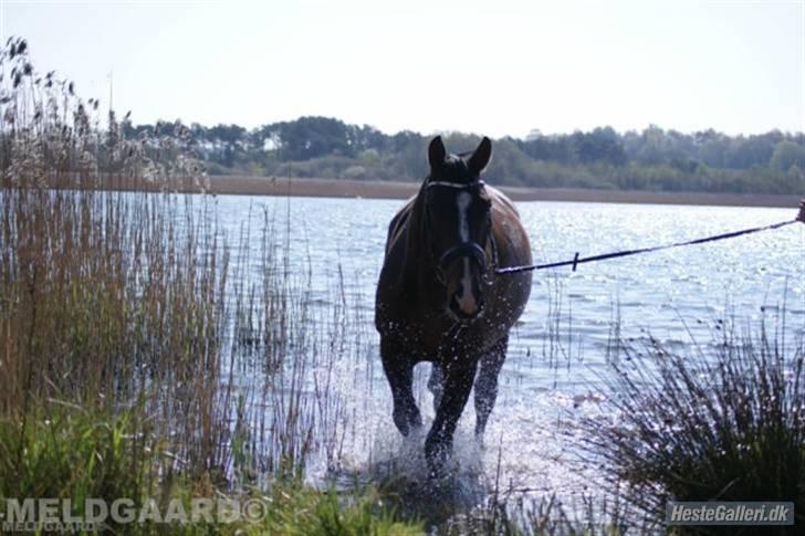 Anden særlig race Chrevi's Castellano  - Jubii, VAND :D en af yndlings beskæftigelserne - Billedet er taget af Line  billede 20