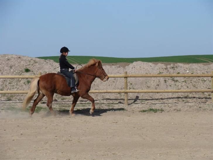 Islænder Kylja frá Wiesenhof - Da jeg næsten lige havde fået hende :D billede 16