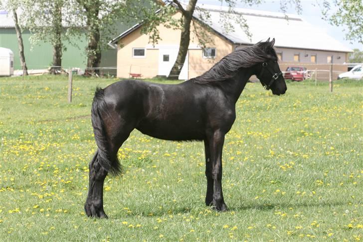 Frieser Ayla af Hestagergaard - D. 5/5-2009  billede 12