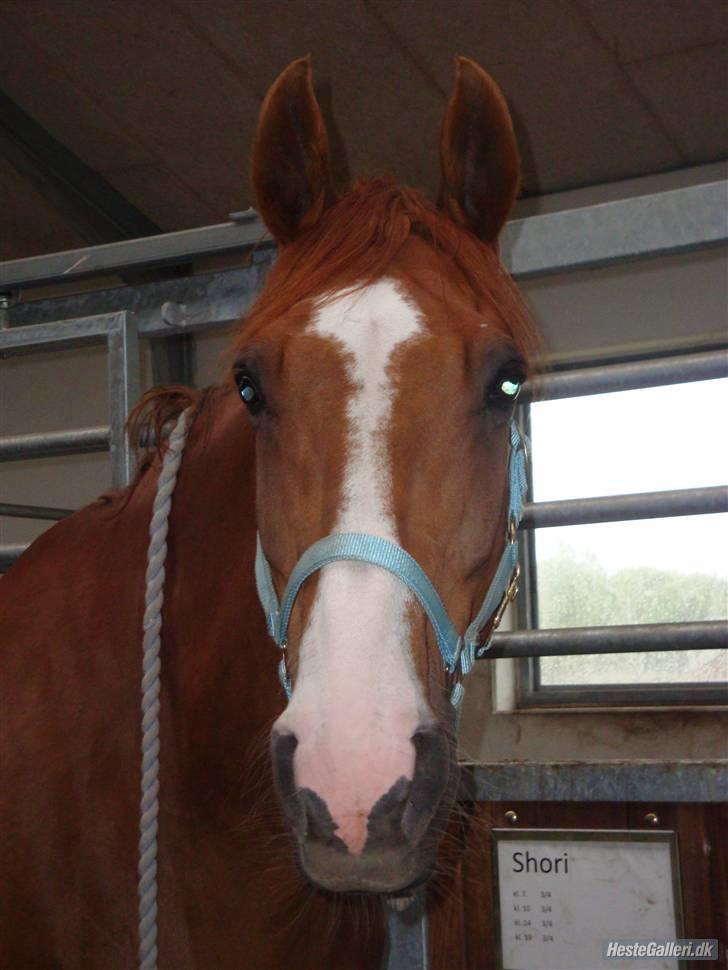 Dansk Varmblod Enekærs 'Devito - Velkommen til Devitos profil <3 billede 1