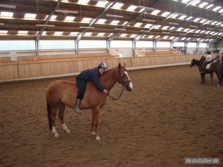 Dansk Varmblod Enekærs 'Devito - Hygge... :) billede 2
