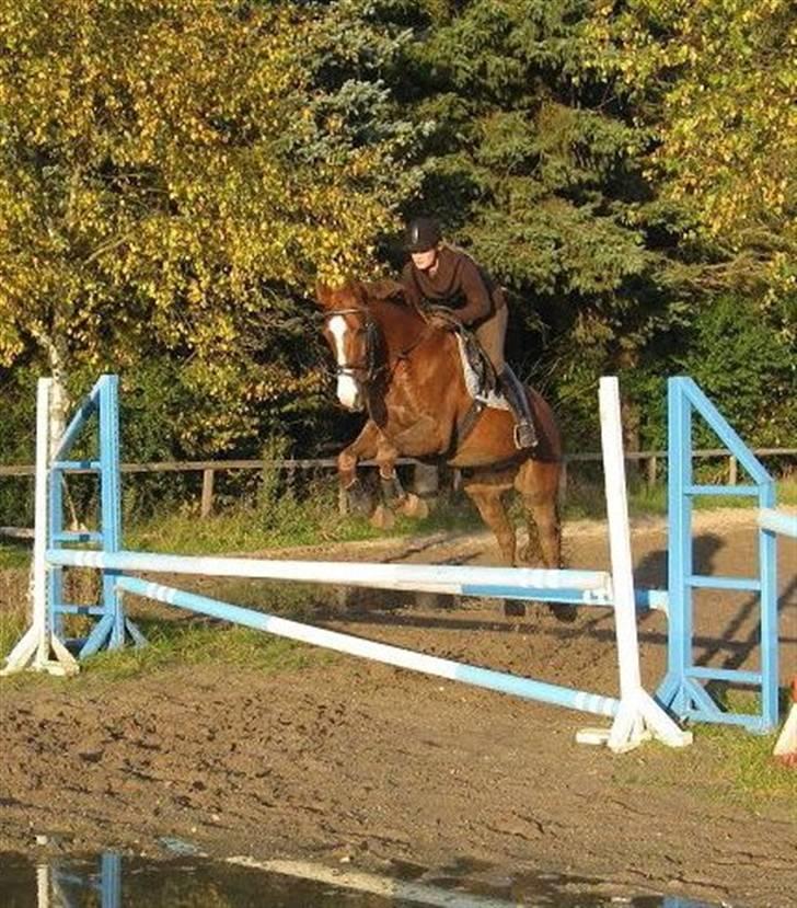 Dansk Varmblod Enekærs 'Devito billede 3