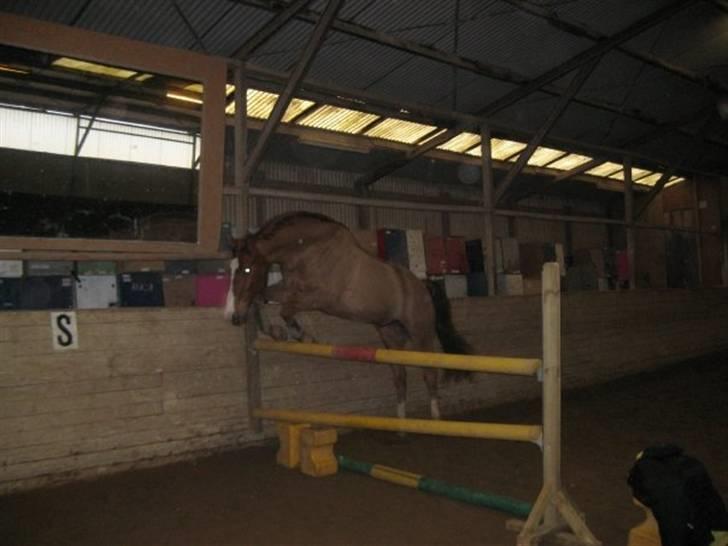 Dansk Varmblod Enekærs 'Devito billede 4