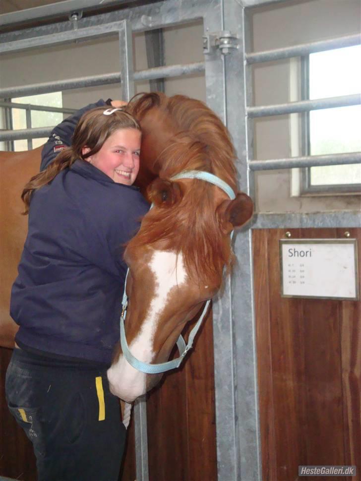 Dansk Varmblod Enekærs 'Devito billede 6