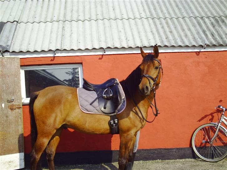 Arabisk fuldblod (OX) a/g's Perfect Boye"SOLGT" - 2009, :) billede 11