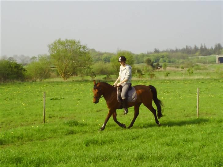 Arabisk fuldblod (OX) a/g's Perfect Boye"SOLGT" - Normal trænings dag der hjemme ^^ billede 12