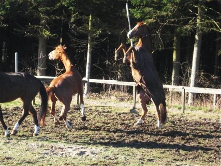 Dansk Varmblod Enekærs 'Devito billede 7