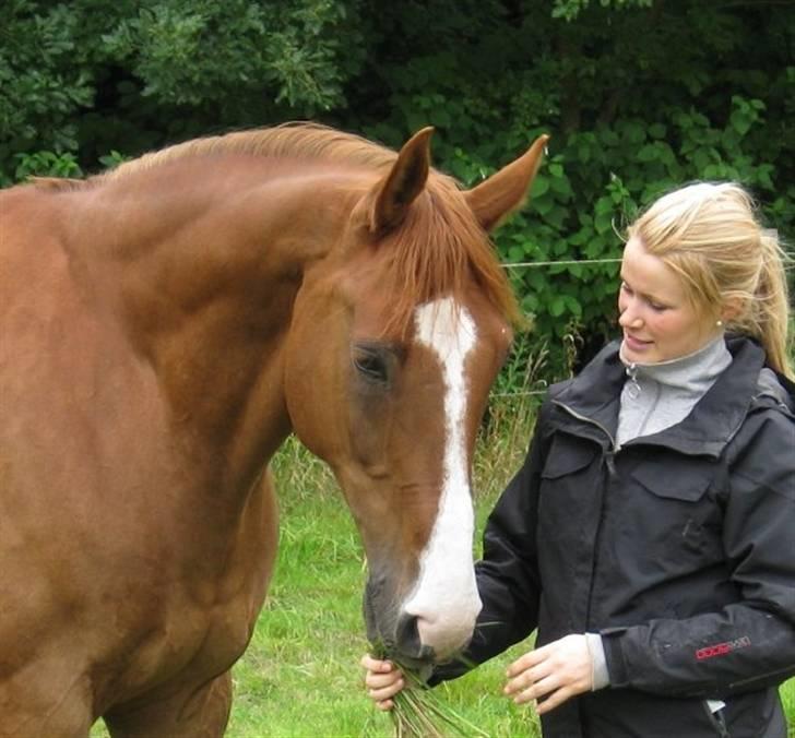 Dansk Varmblod Enekærs 'Devito billede 9
