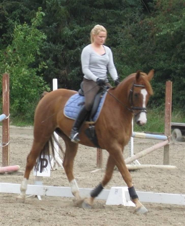 Dansk Varmblod Enekærs 'Devito billede 10