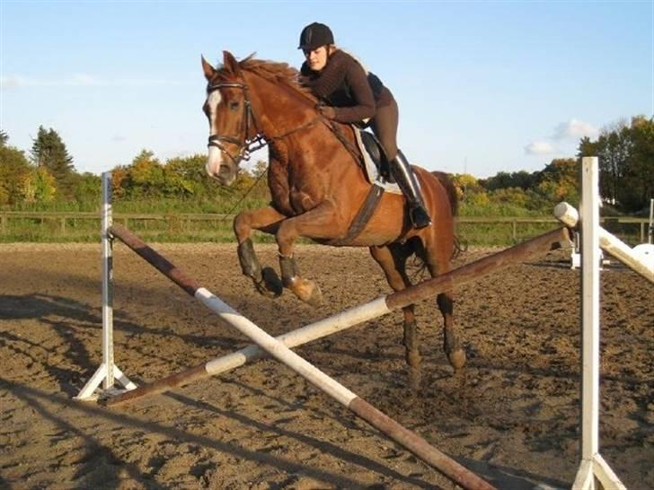 Dansk Varmblod Enekærs 'Devito billede 11