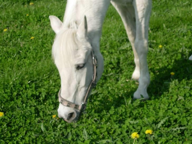 Anden særlig race Min egen Tasja<3 Aflivet  - Hun er så på sommergræs og nyder det! :-) billede 16