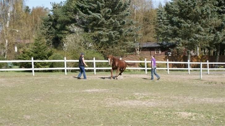 Traver Dexon billede 12