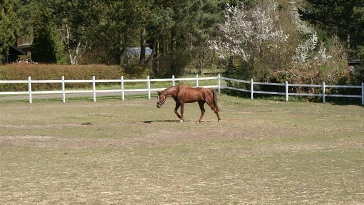 Traver Dexon billede 14