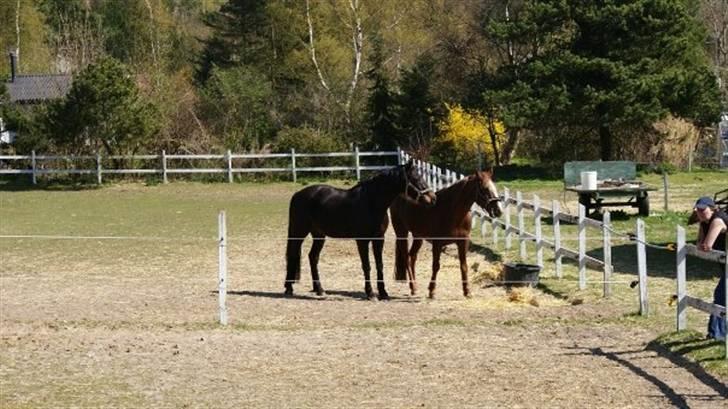 Traver Dexon billede 15