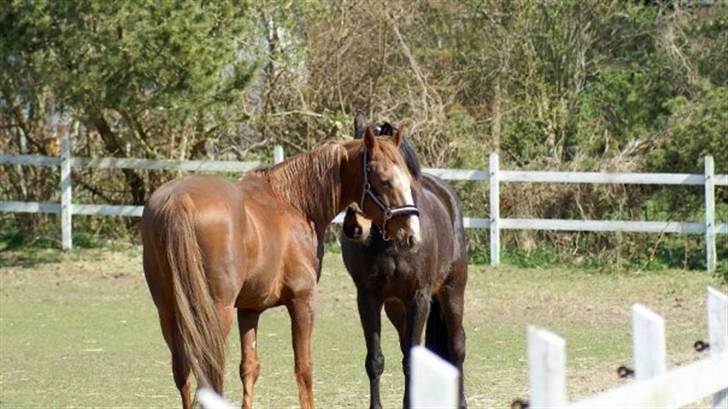 Traver Dexon billede 16