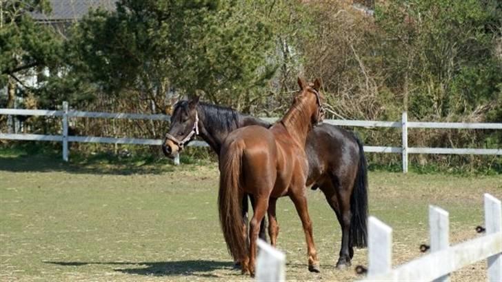 Traver Dexon billede 17