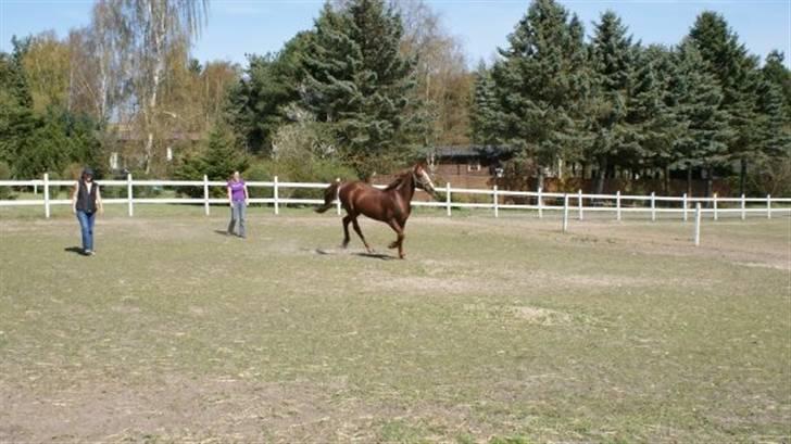 Traver Dexon billede 18