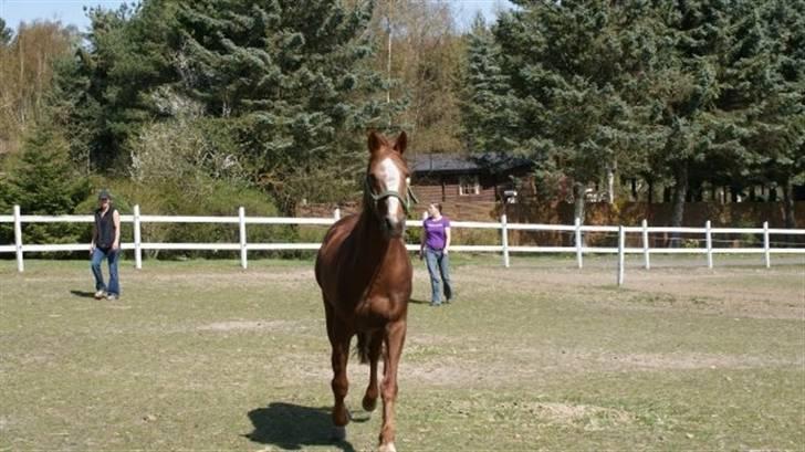 Traver Dexon billede 19