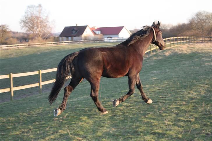 Oldenborg Negro billede 8