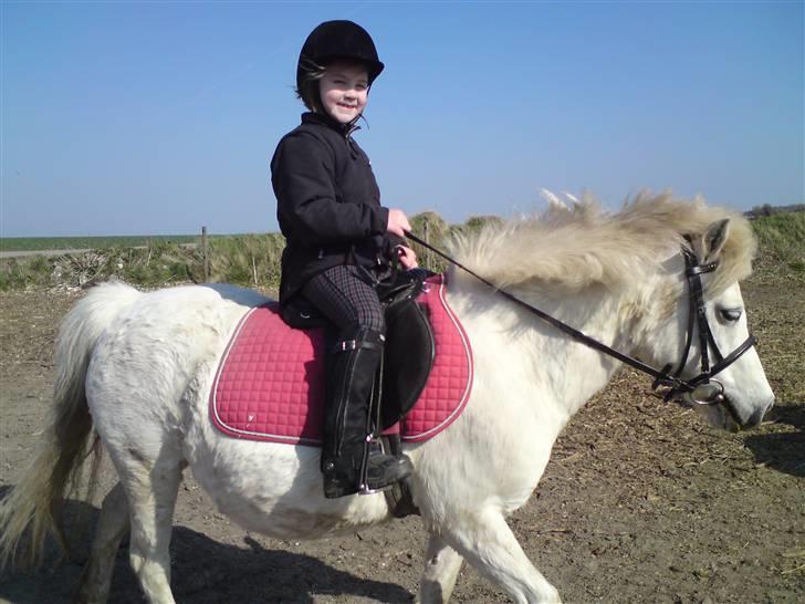 Welsh Pony af Cob-type (sec C) mille  - freja stolt over at kunne ride selv :o) billede 14