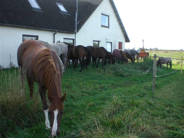 Arabisk fuldblod (OX) La Toya billede 16