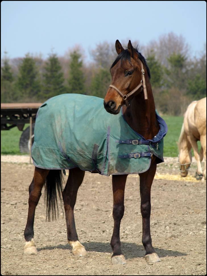 Dansk Varmblod Zushi  - Zushi på folden. billede 11