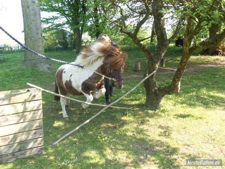 Shetlænder Prinz - Juhuu, det er sjovt at springe tænker Prinz billede 3