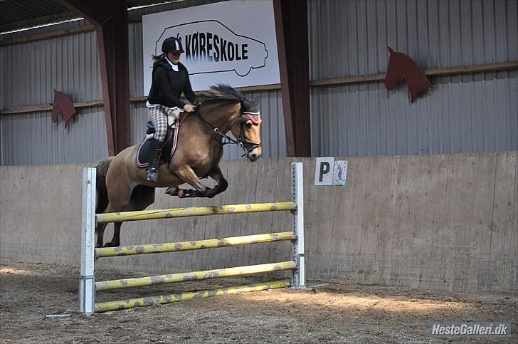 Anden særlig race Trunte min stjerne<3 Rest in peace <3 - 7# Trunte & Jasmine højdespring mester 2010.. Foto: Isabella Lundquist. billede 7