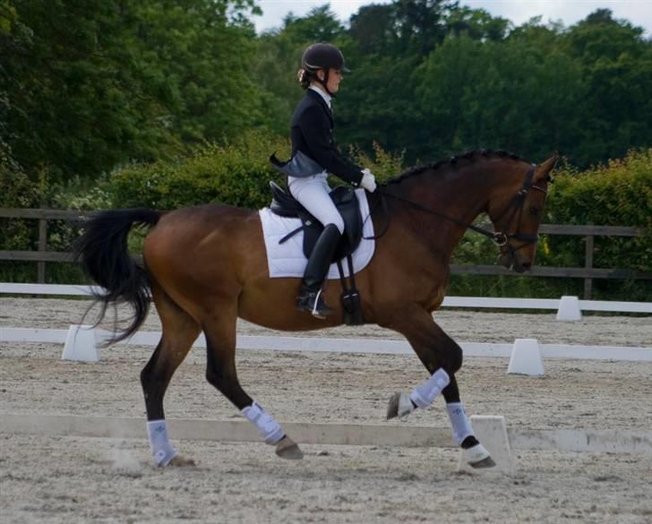 Dansk Varmblod Zushi  - Stævne KRK - LB2. billede 13