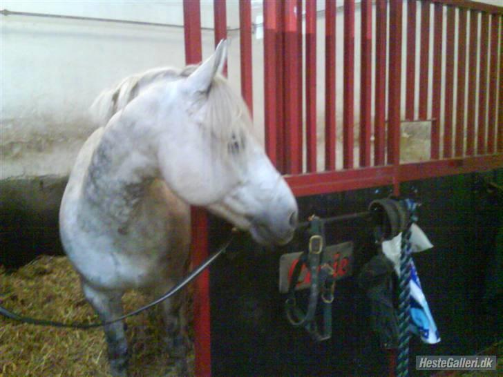 Connemara Golden Balou billede 11