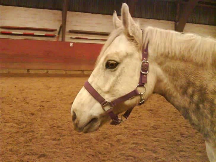 Connemara Golden Balou billede 12