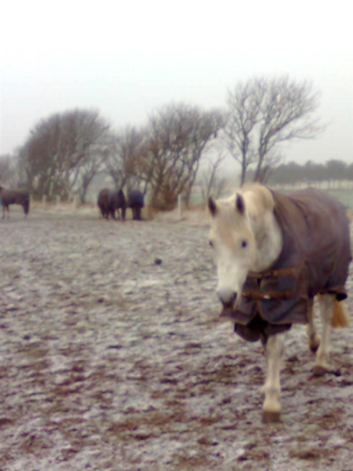 Connemara Golden Balou billede 13