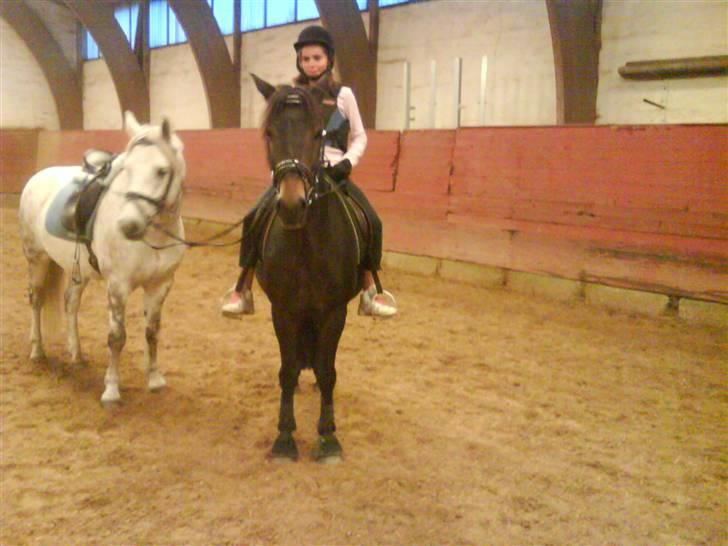 Connemara Golden Balou billede 14