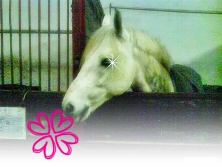 Connemara Golden Balou billede 15