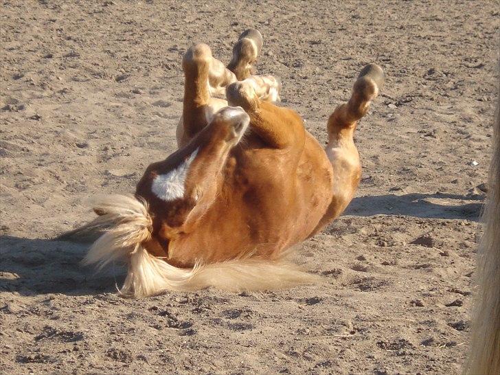 Anden særlig race Pennylane - Pennylane taget d. 24/4 2011 billede 7