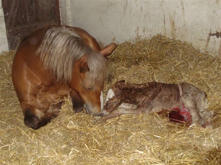 Anden særlig race Pennylane - Lige født - datter af Penelope billede 8