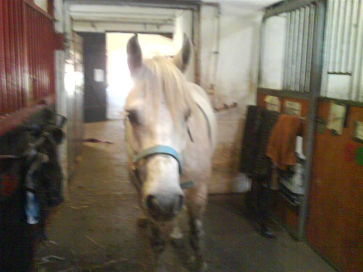 Connemara Golden Balou billede 17