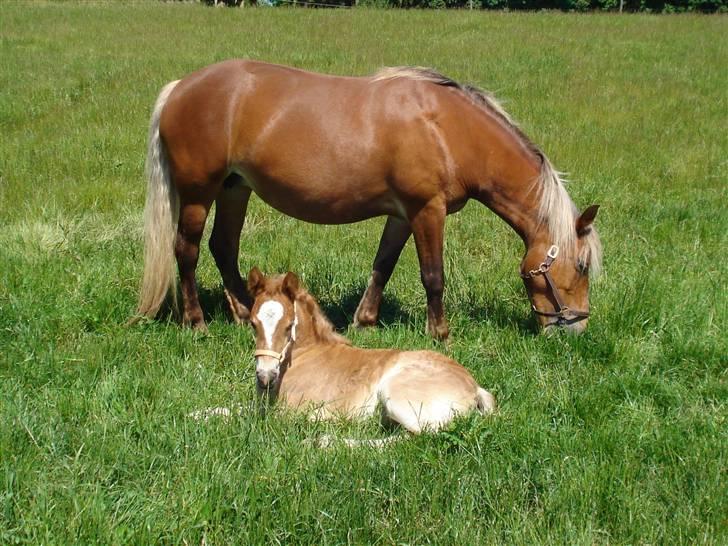 Anden særlig race Pennylane - Penelope & Pennylane, 4 uger gammel, sommer græs 09 billede 9