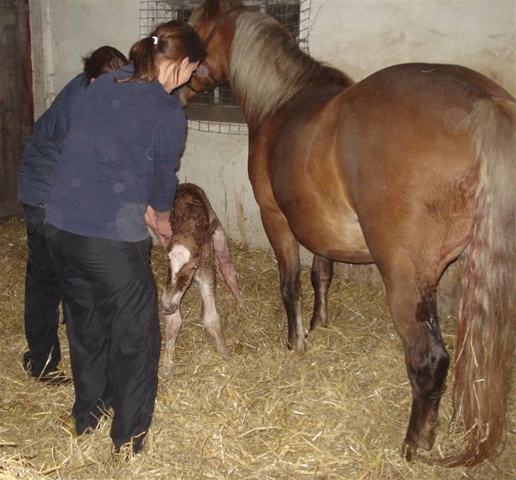 Anden særlig race Pennylane - Lille Pennylane skulle lige have lidt hjælp til at finde den rigtige vej:) billede 10