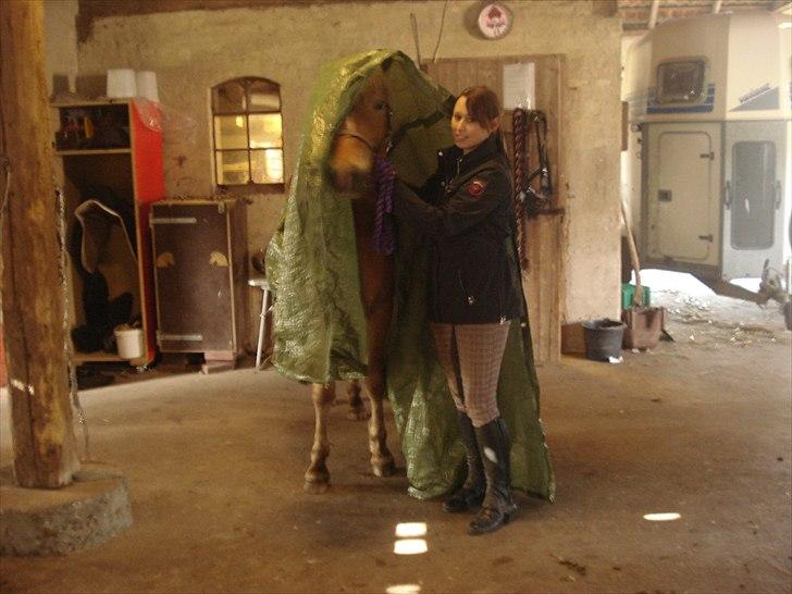 Anden særlig race Pennylane billede 11